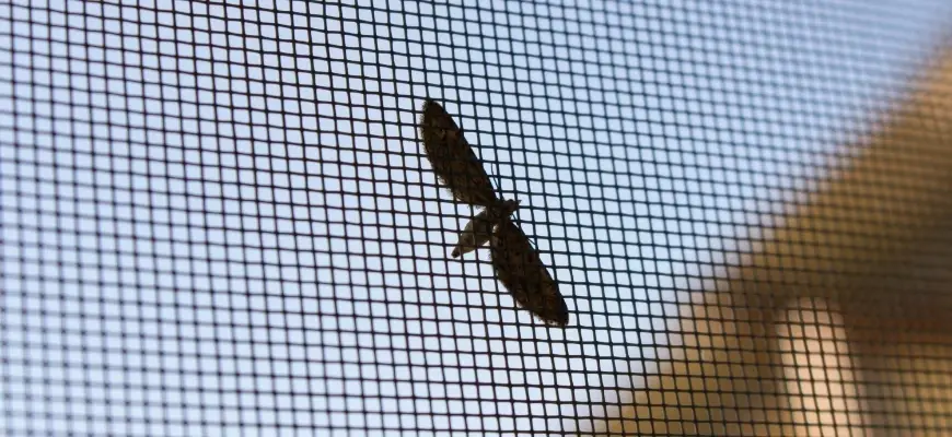 owad na moskitierze 